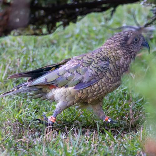 Probably a Female Adult kea