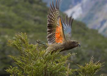 Probably a Female Adult kea