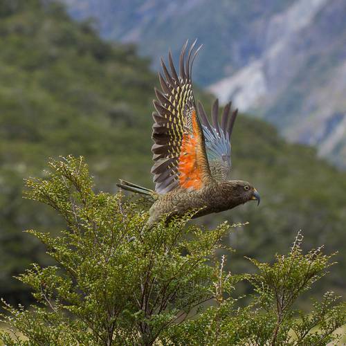 Probably a Female Adult kea