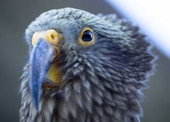 Probably a Male null kea