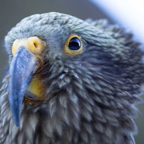 Probably a Male null kea