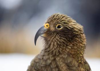 Probably a Female Sub-Adult kea