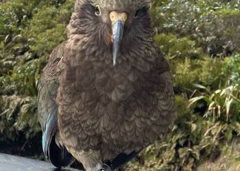 Probably a Female Sub-Adult kea