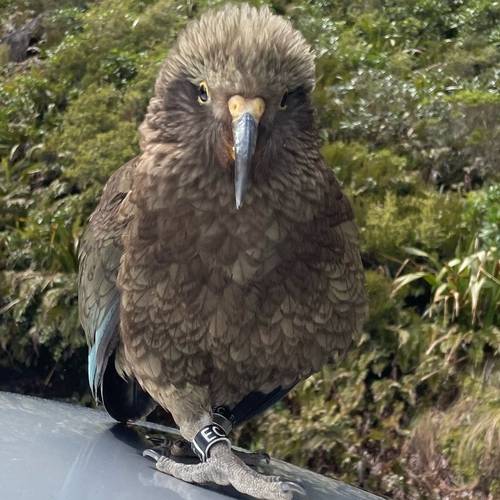 Probably a Female Sub-Adult kea