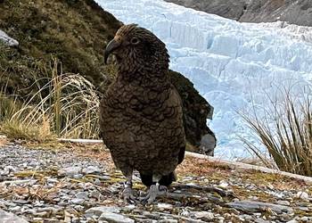 Probably a Male Adult kea
