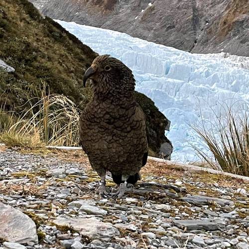 Probably a Male Adult kea