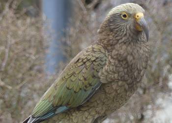 Probably a Male Adult kea