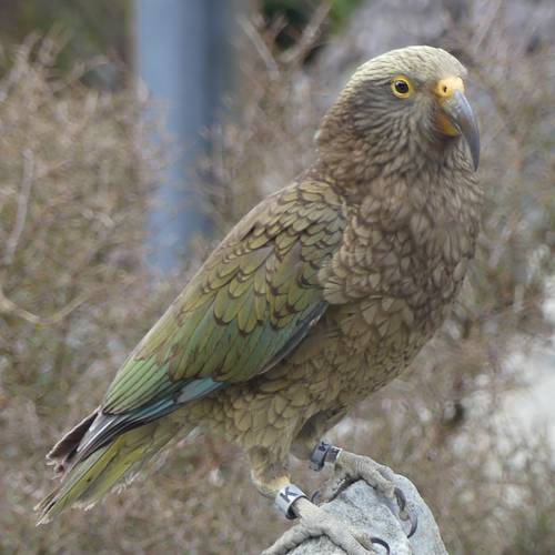 Probably a Male Adult kea