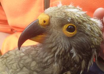 Probably a Female Adult kea