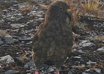 Probably a Female Sub-Adult kea