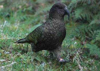 Probably a Undetermined Adult kea