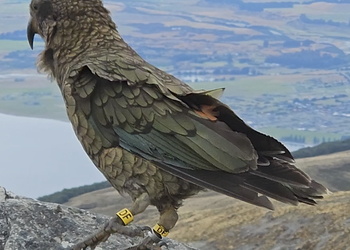 Probably a Female Adult kea