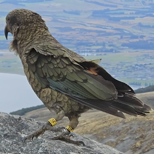 Probably a Female Adult kea