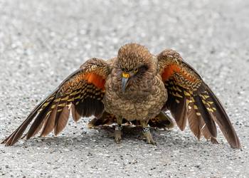 Probably a Male Adult kea