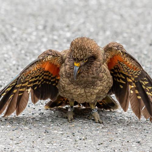 Probably a Male Adult kea