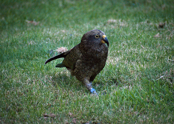 Probably a Female Adult kea