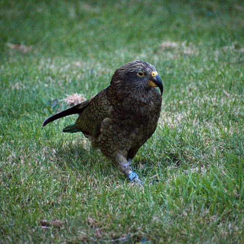 Probably a Female Adult kea
