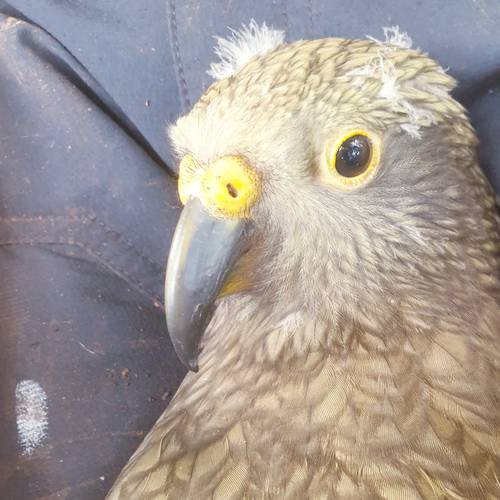 Probably a Undetermined Adult kea