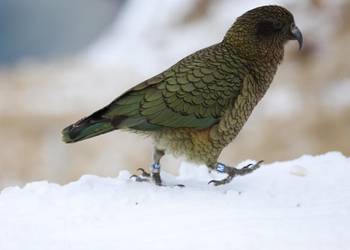 Probably a Female Adult kea