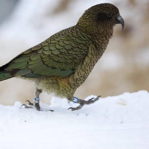 Probably a Female Adult kea