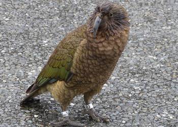 Probably a Male Adult kea