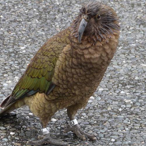 Probably a Male Adult kea