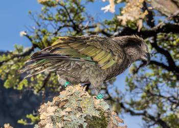 Probably a Male Adult kea