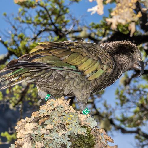 Probably a Male Adult kea