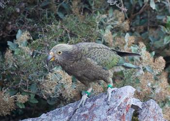Probably a Male Adult kea