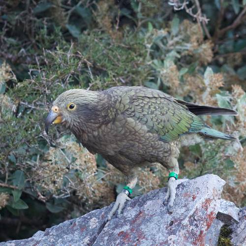 Probably a Male Adult kea
