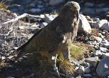 Probably a Male Adult kea