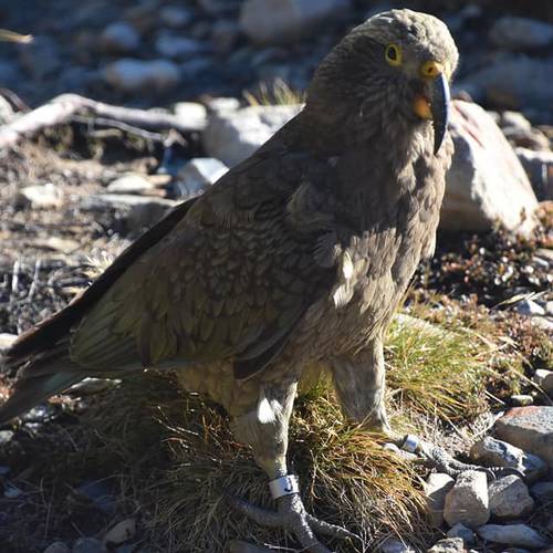Probably a Male Adult kea