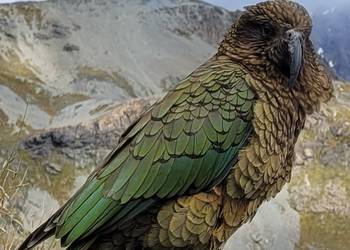 Probably a Male Adult kea