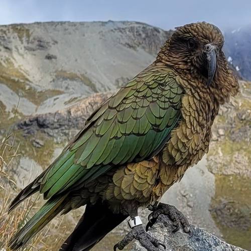 Probably a Male Adult kea