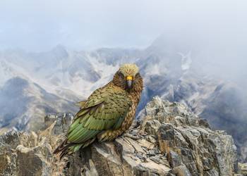 Probably a Male Adult kea