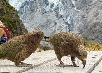 Probably a Male Juvenile kea