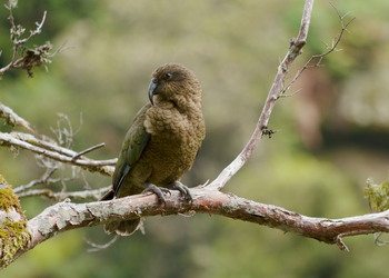 Probably a Male Adult kea