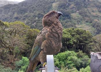 Probably a Male Adult kea