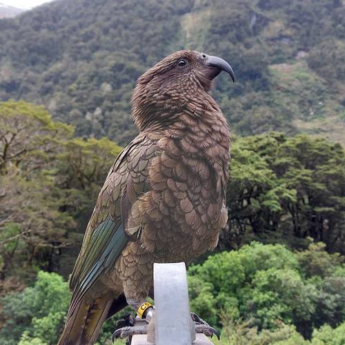 Probably a Male Adult kea