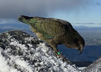 Probably a Male Adult kea