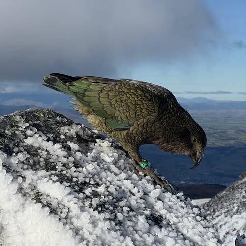 Probably a Male Adult kea