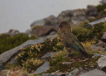 Probably a Female Adult kea