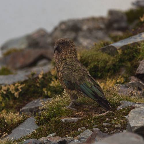 Probably a Female Adult kea
