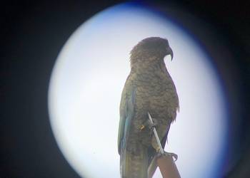 Probably a Male Adult kea