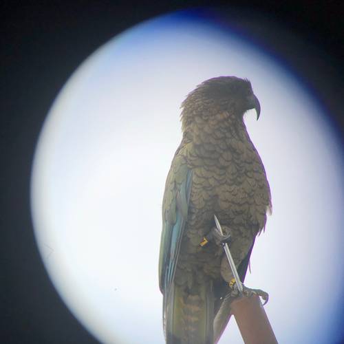 Probably a Male Adult kea