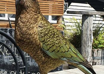 Probably a Male Adult kea