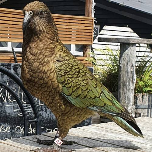 Probably a Male Adult kea