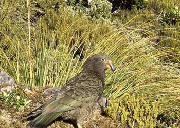 Probably a Undetermined Sub-Adult kea