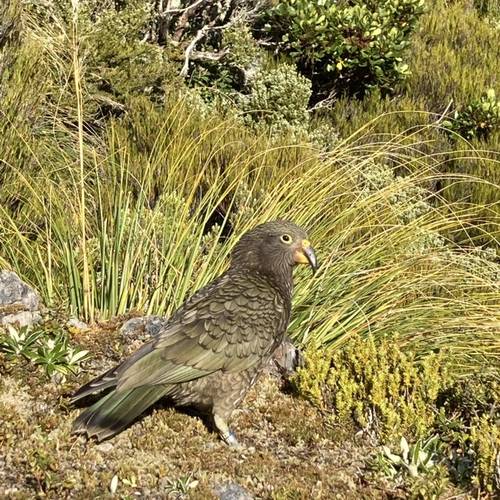 Probably a Undetermined Sub-Adult kea