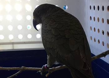 Probably a Male Adult kea